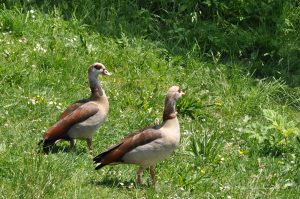 Nilgänse