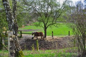 Pferdekoppel am Waldrand