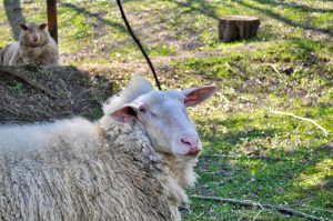 Schaf im Heissiwald