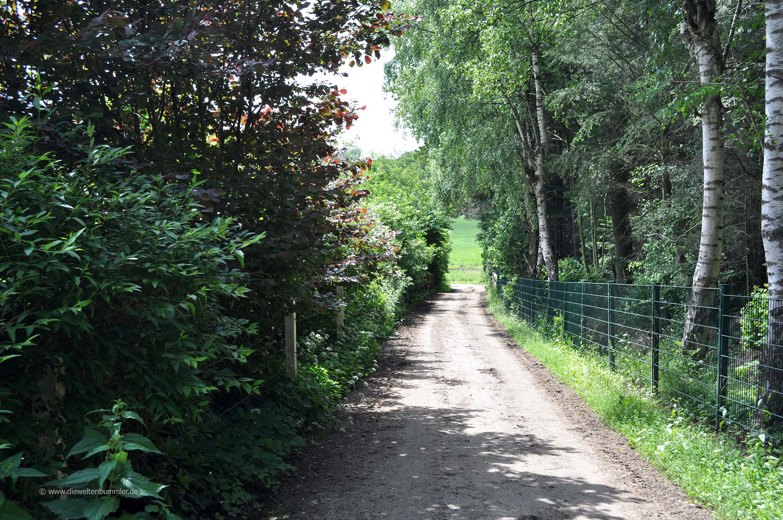 Waldweg zum Hespertal