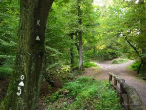 Wanderung durch den Schellenberger Wald