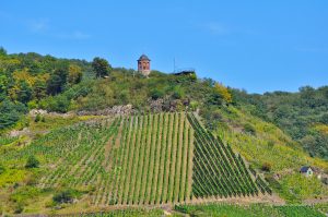 Weinberg am Collis-Turm