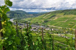 Weinberge an der Mosel