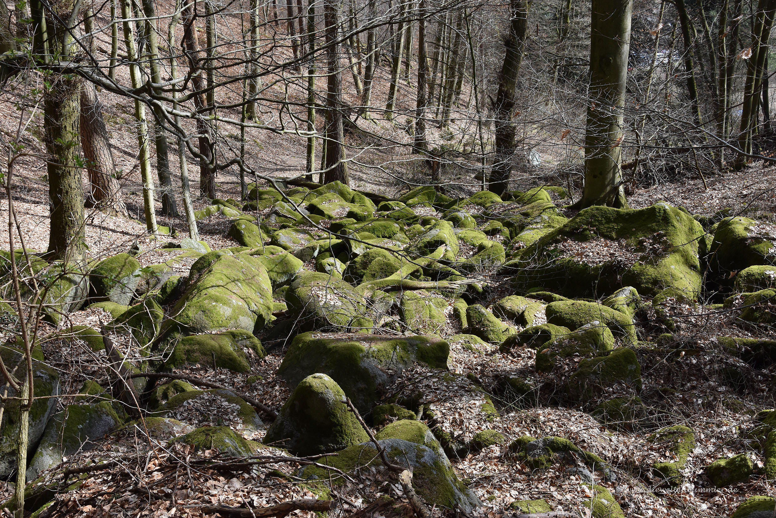 Moos auf den Felsen