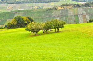 Bäume vor Weinbergen