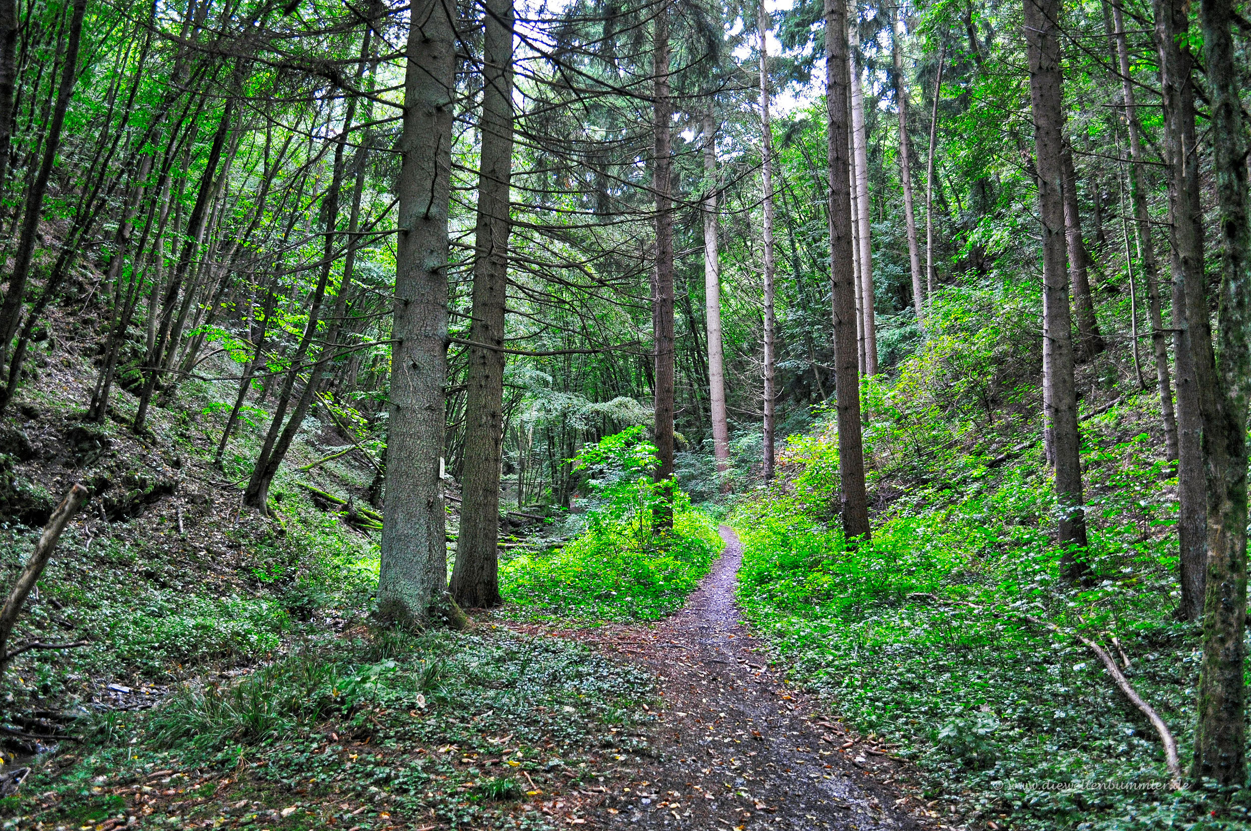 Der Mosel Camino führt durch den Wald