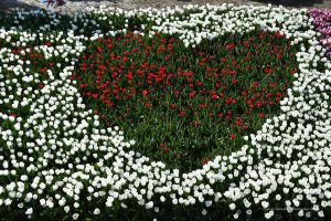 Ein Herz aus Tulpen