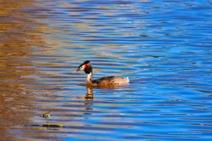 Haubentaucher auf dem Burgsee