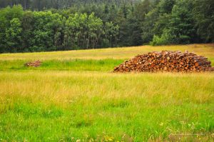 Naturlandschaft an der Mosel