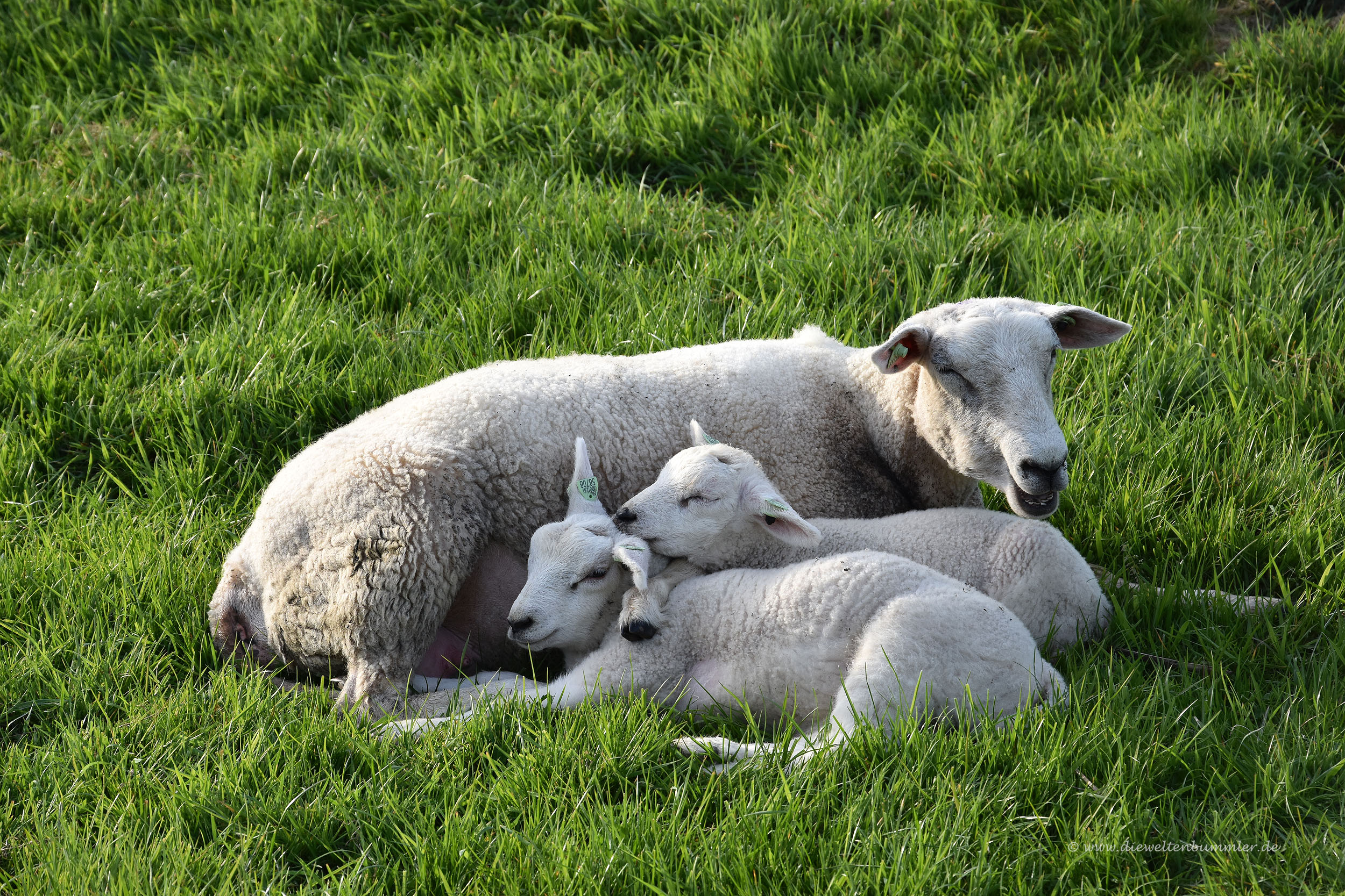 Bild von einem Schaf: A Comprehensive Guide to Understanding and Using It