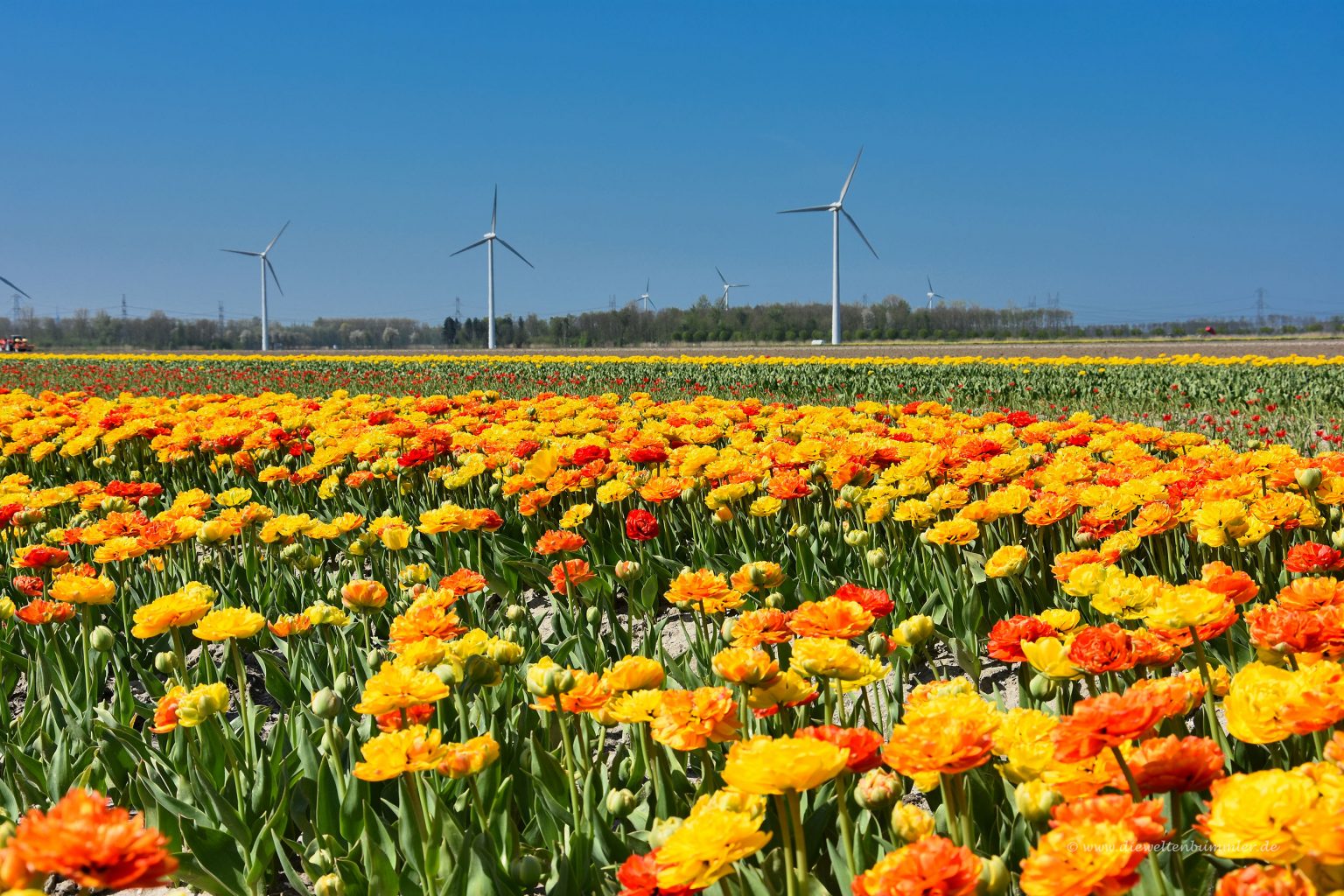 Tulpenfeld