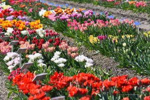 Viele verschiedene Tulpenarten