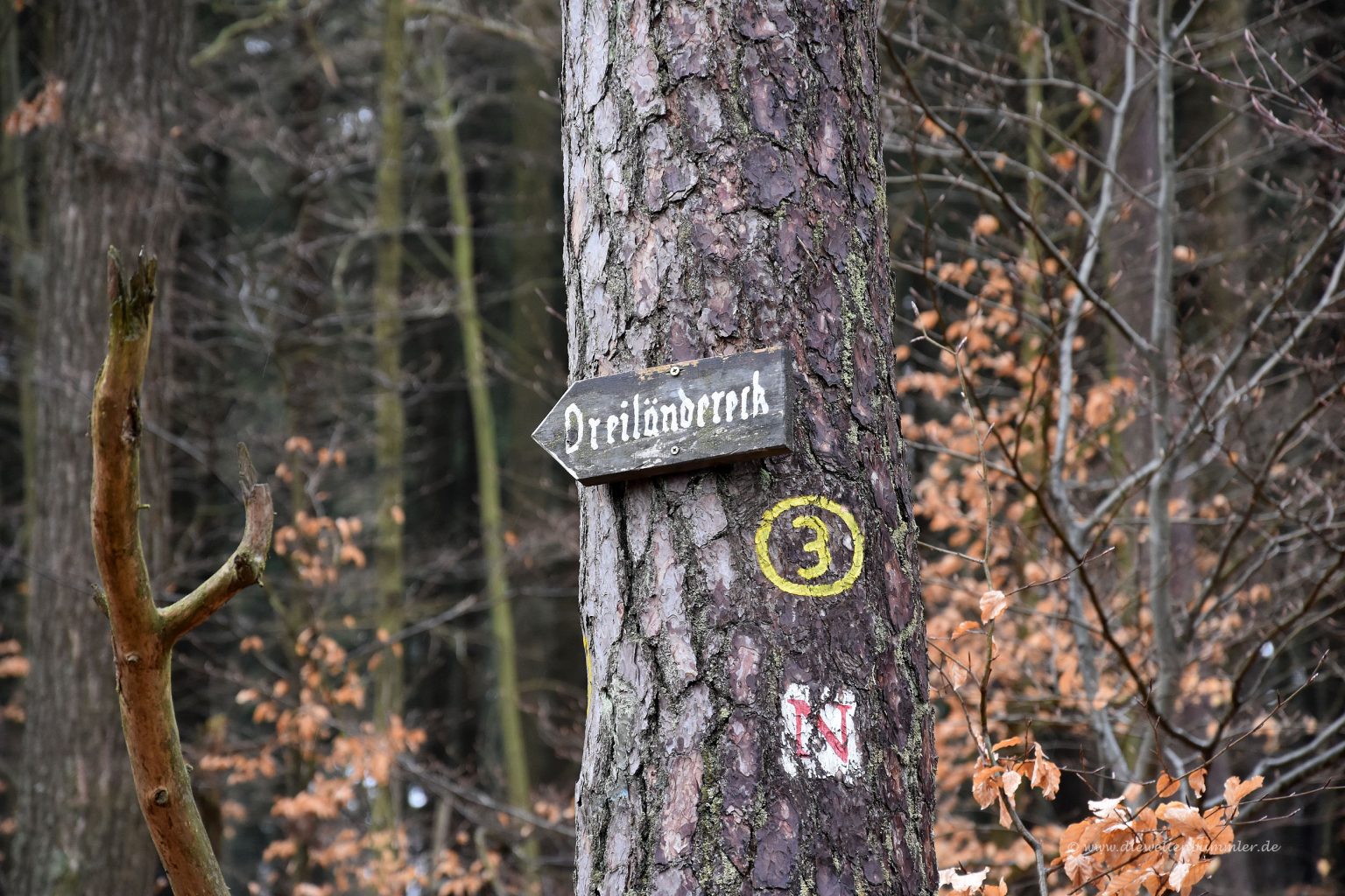 Waldweg zum Dreiländereck