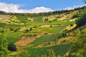 Weinbau an der Mosel