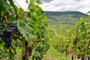 Weinreben