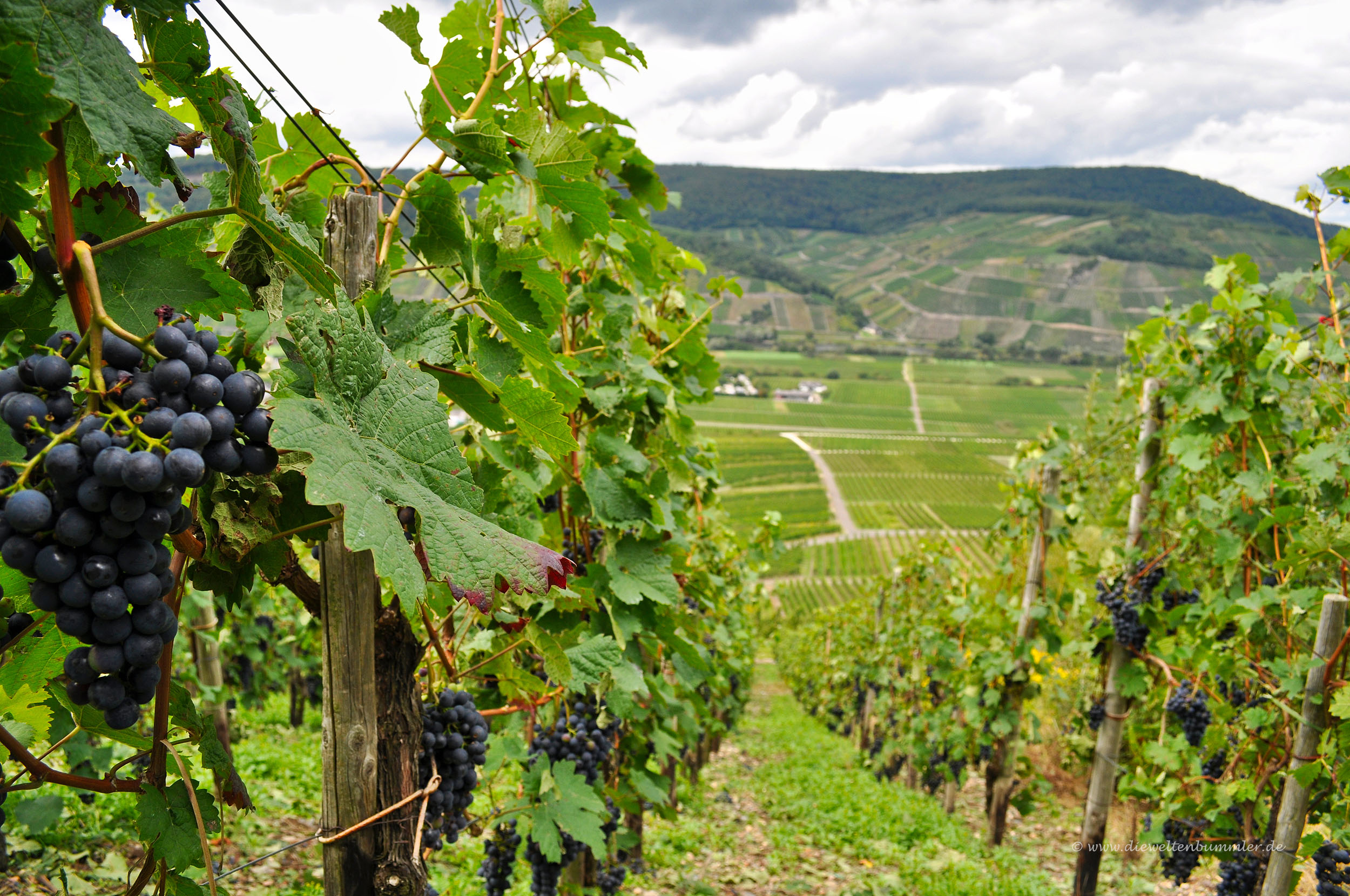 Weinreben