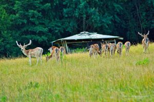 Wildgehege im Dhrontal