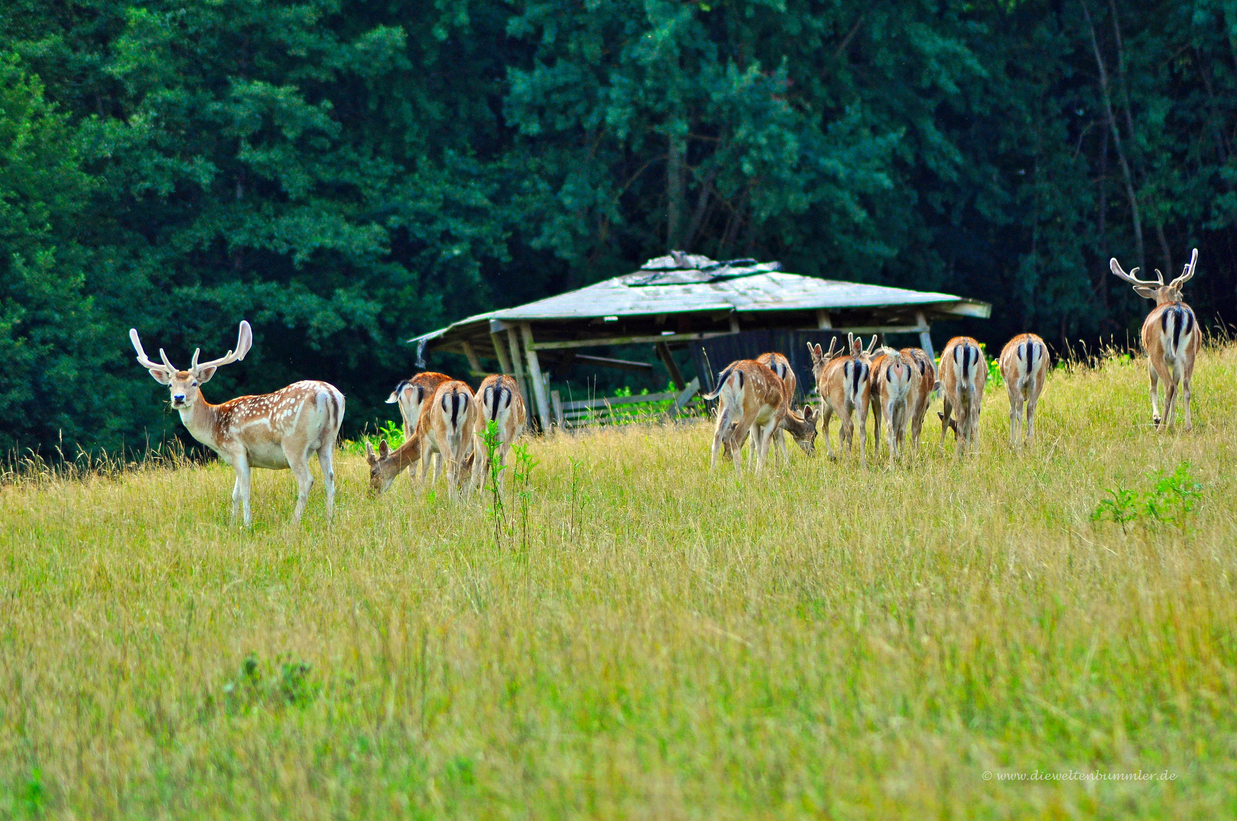 Wildgehege im Dhrontal