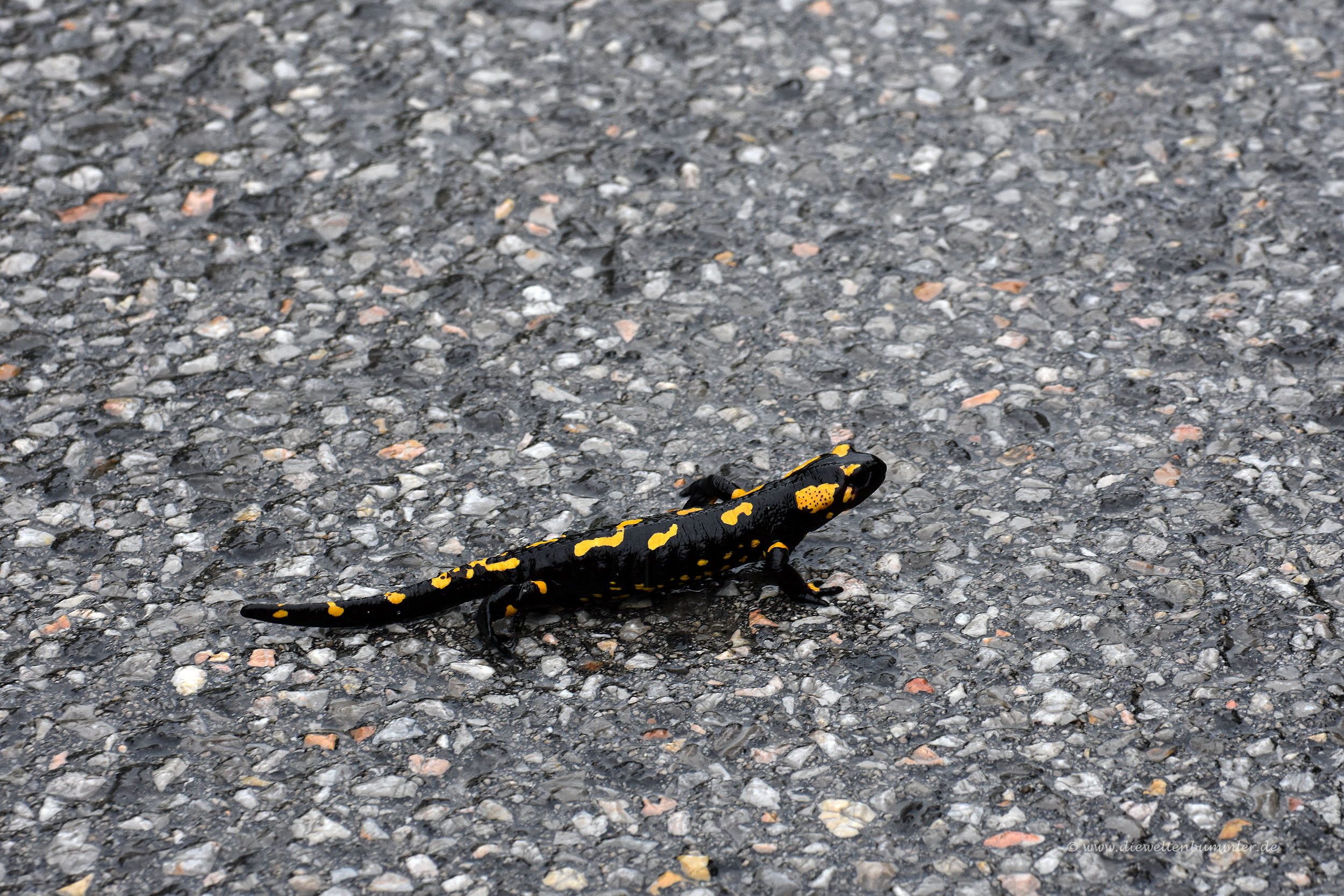 Feuersalamander kurz vor seinem unnötigen Tod