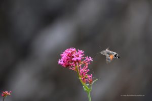 Taubenschwänchen