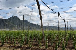 Hopfen in Slowenien