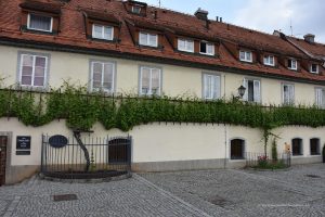 Die älteste Weinrebe der Welt