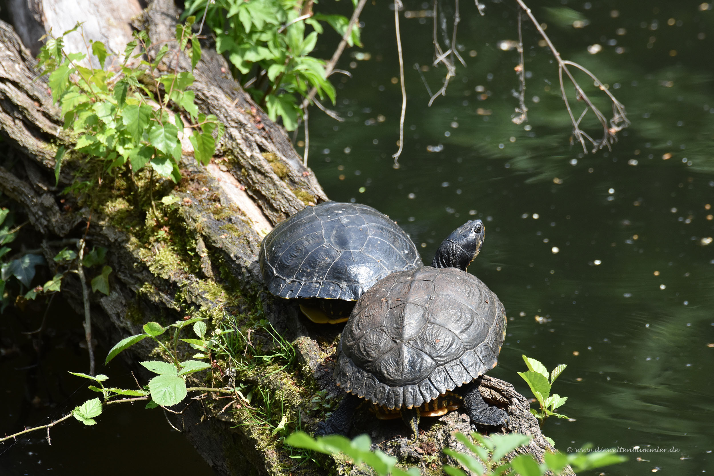 Ausgesetzte Schildkröten