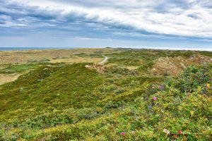 Dünenlandschaft auf Langeoog