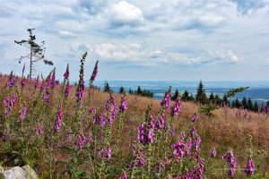 Ganz viel Roter Fingerhut