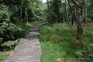 Holzbohlenweg im Wald