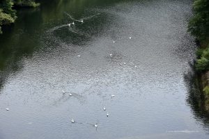 Schwäne in der Eder