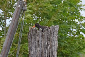 Austernfischer im Nest