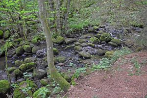 Ketzerbach am Dreiländereck Hessen - Rheinland-Pfalz und NRW