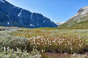 Landschaft mit Wollgras