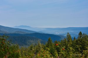 Bayerischer Wald