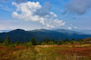 Blick über den Nationalpark Bayerischer Wald