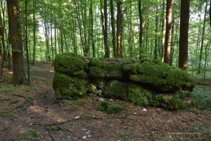 Felsen im Wald