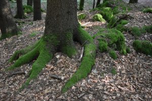 Grüne Wurzeln