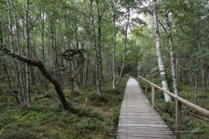 Holzweg zum Roten Moor