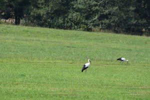 Störche in der Rhön