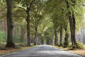 Allee in Brandenburg