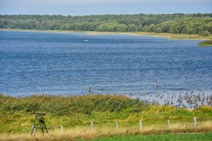 Gänse am Grimnitzsee