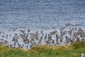 Gänse am Grimnitzsee