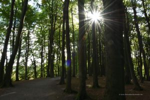 Waldweg zum Kreidefelsen