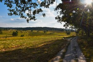 Auf dem Weg zum Wilseder Berg