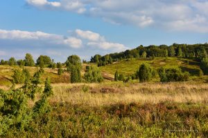 Lüneburger Heide