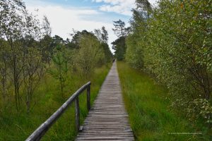 Wanderweg in der Lüneburger Heide
