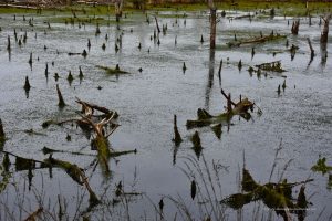 Moorlandschaft