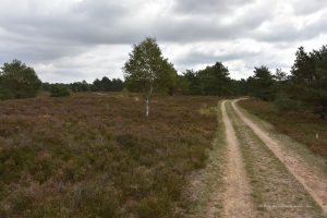 Lüneburger Heide