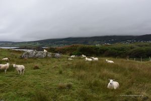 Schafe in Irland